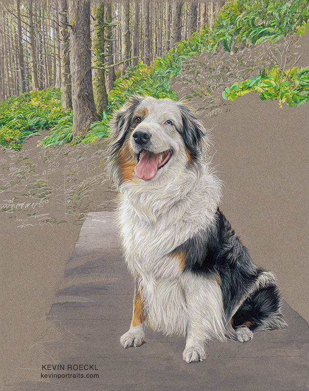 Colored pencil portrait of an Australian Shepherd in a forest scene, in progress