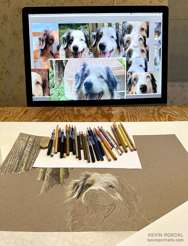 Colored pencil portrait of an Australian Shepherd, in progress in Kevin's studio, with reference photos on a monitor