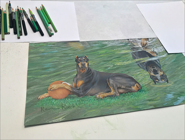 Detail of colored pencil portrait of Doberman in progress