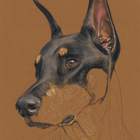 Louie portrait in progress - start to finish