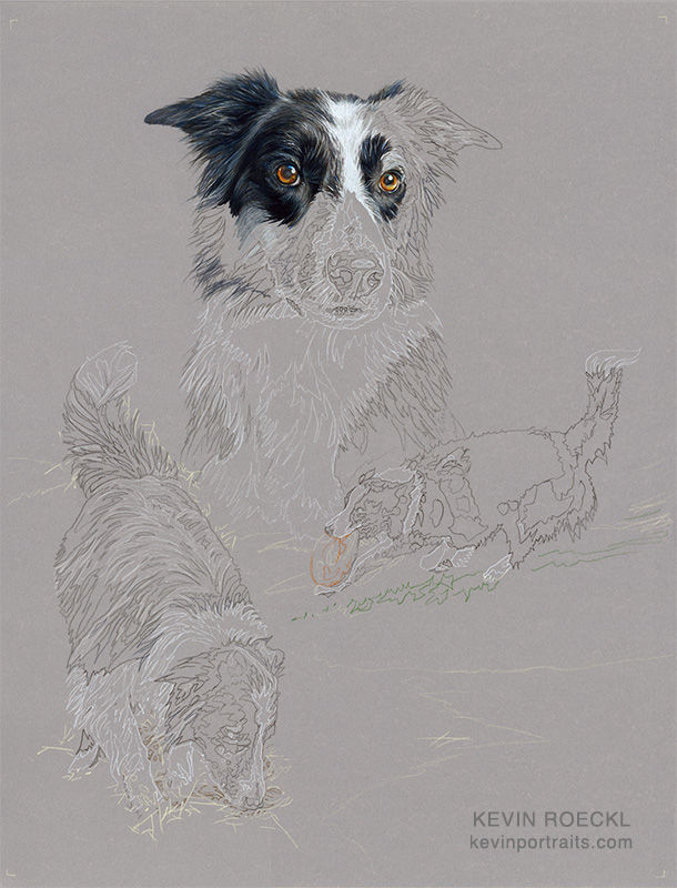 Colored pencil triple-portrait of a Border Collie, in progress.