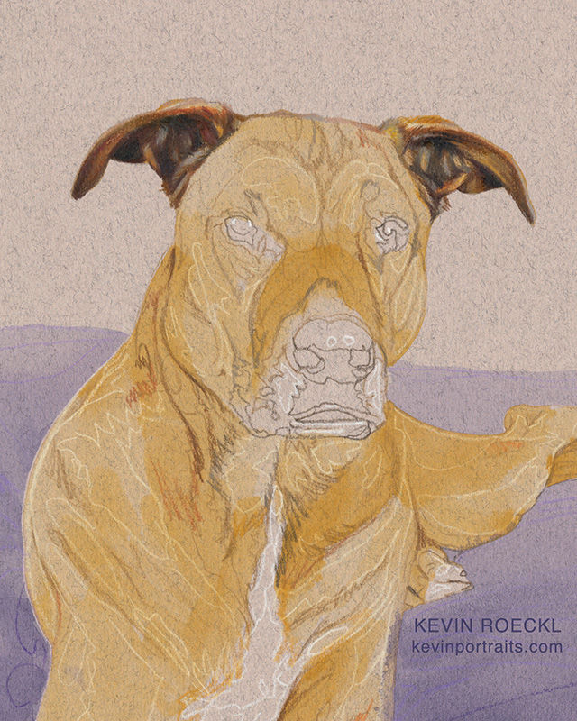 Closeup of portrait of tan dog lying on a purple blanket, in progress