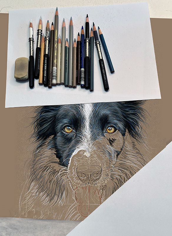 Detail of a colored pencil Head Study portrait of a Border Collie, in progress.