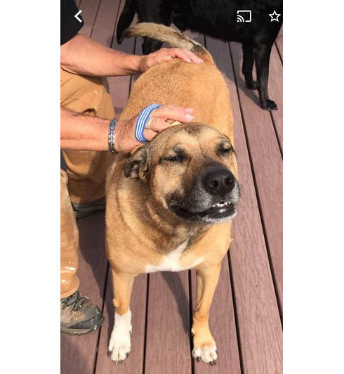Client's photo of dog on their phone