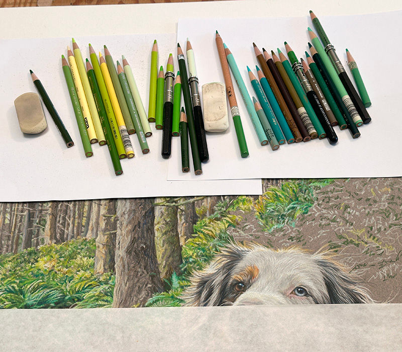 Colored pencil portrait of an Australian Shepherd in progress in Kevin's studio with colored pencils