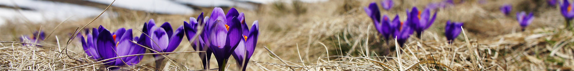 Grass and Flowers