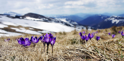 Grass and Flowers