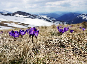 Grass and Flowers