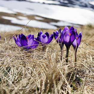 Grass and Flowers