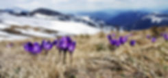 Gras und Blumen