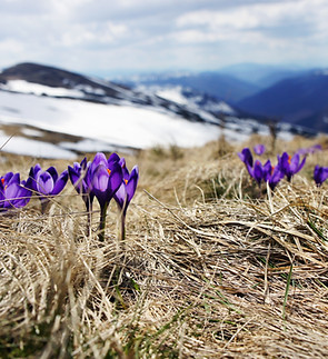 Grass and Flowers