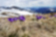 Grass and Flowers