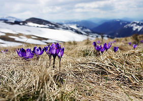 IMG_4184.jpg