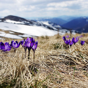 Grass and Flowers