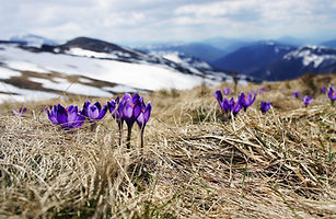 Grass and Flowers