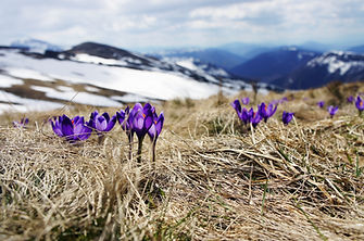 Grass and Flowers