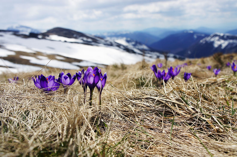 Grass and Flowers