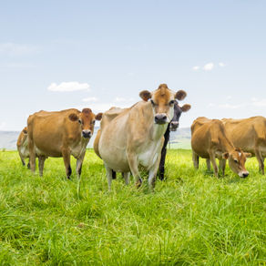 Part 6 | rbST: Friend or Foe?