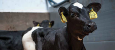 10 tips to prevent airway problems in calves