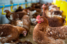 The Hidden Cost of Water Quality in Poultry Production