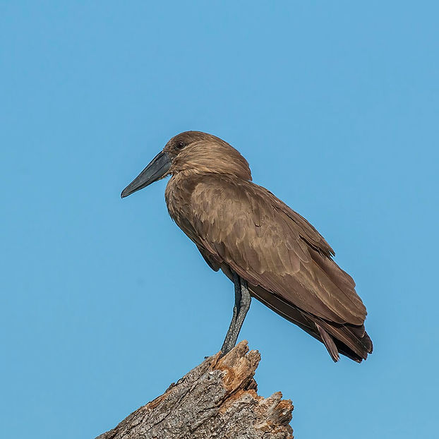 Hamerkop_(Scopus_umbretta_umbretta)_2.jpg