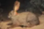 Photo of a Riverine Rabbit