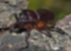 photo of a fork-horned rhino beetle