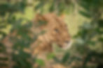 photo of a lioness looking through the leaves of a raisin bush