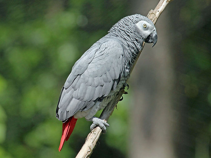 African_Grey_Parrot_RWD2.jpg