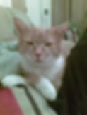 the cats 007.jpg
