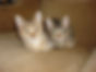 the cats 103.jfif