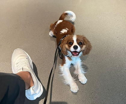 La imagen muestra a un perro pequeño, de raza Cavalier King Charles Spaniel, con pelaje marrón y blanco. El perro está acostado en el suelo de lo que parece ser un espacio interior, mirando hacia la cámara con una expresión feliz, lengua afuera y una correa atada a su arnés.