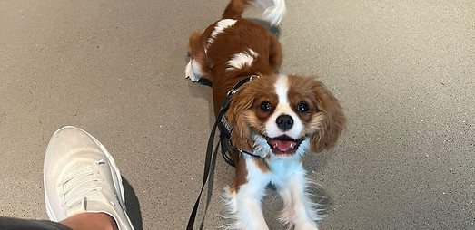 La imagen muestra a un perro pequeño, de raza Cavalier King Charles Spaniel, con pelaje marrón y blanco. El perro está acostado en el suelo de lo que parece ser un espacio interior, mirando hacia la cámara con una expresión feliz, lengua afuera y una correa atada a su arnés. También se ve parte de la pierna de una persona con zapatillas blancas sentada cerca del perro, junto a una silla vacía en el fondo.
