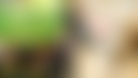 ¿Qué es la Prueba de Acceso Público para Perros de Asistencia Médica?