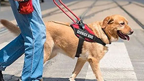 Acceso Público de Perros de Asistencia: Derechos y Normativas