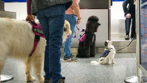 Cómo Seleccionar a un Perro de Asistencia