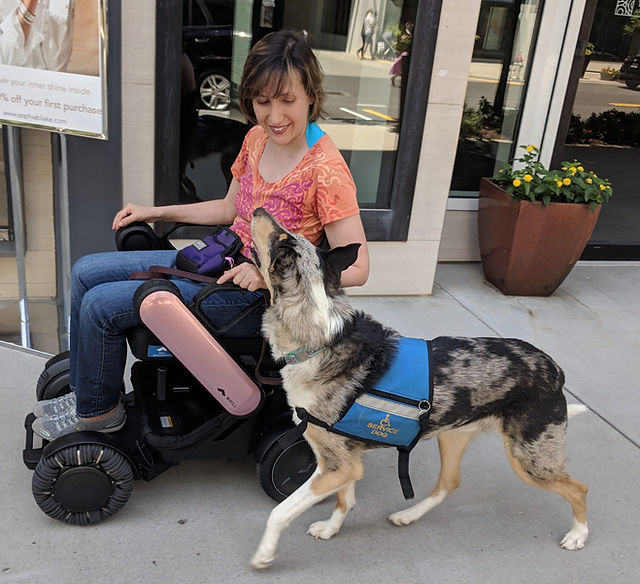 cuál es la diferencia entre un perro de servicio y un perro de asistencia