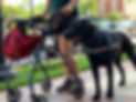La imagen muestra a una persona usando un andador con una mochila roja, acompañada por un perro de asistencia Labrador negro con arnés que dice "Service Dog". Ambos están caminando por una acera al aire libre, con edificios y un coche en el fondo.