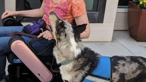 ¿Estás buscando un Perro de Alerta Médica? Todo lo que Necesitas Saber