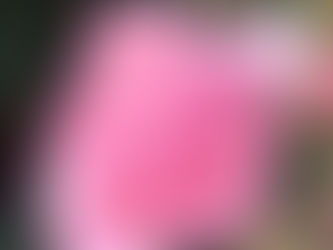 The Cherry Blossom Rose