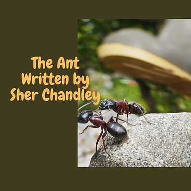 THE ANT