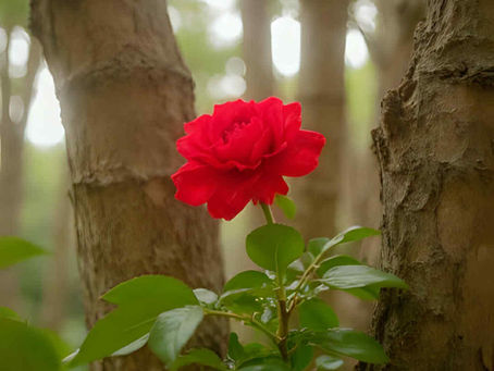 May Editor's Choice in Short Story