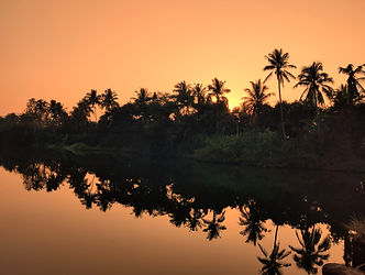 DJ_Sunset Palm Reflection.jpeg
