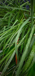 DJ_Red leaf on Green.jpeg