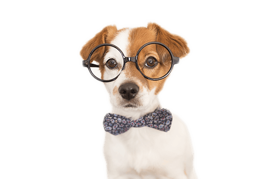 Dog wearing glasses and bowtie.