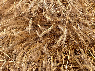 Deficiência de Yin do Coração (Xin Yin X