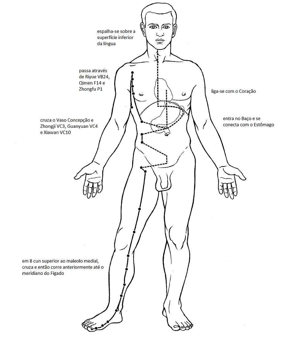 Diagrama esquemático do canal principal do Baço (Taiyin do Pé). A imagem detalha o trajeto externo ao longo da perna e do tronco, e ilustra suas conexões internas com o Baço, Estômago, Coração e a base da língua