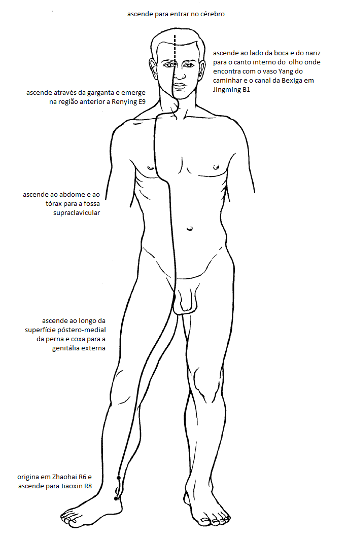 Ilustração comparativa dos Vasos de Motilidade, Yin Qiao Mai e Yang Qiao Mai. Os trajetos mostram como eles governam o movimento, subindo pelas faces interna e externa das pernas, respectivamente
