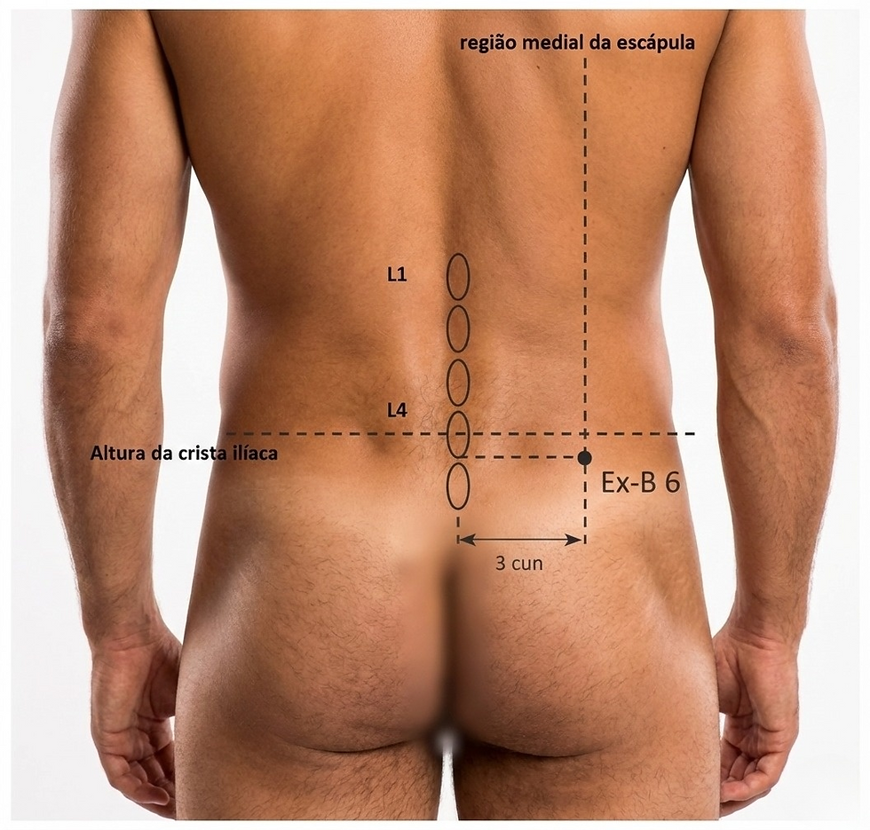 Ponto extra de acupuntura Ex-B6 Yaoyi, 3 cun lateral ao processo espinhoso da 4ª vértebra lombar, utilizado para aliviar dor lombar, espasmos musculares e distúrbios menstruais