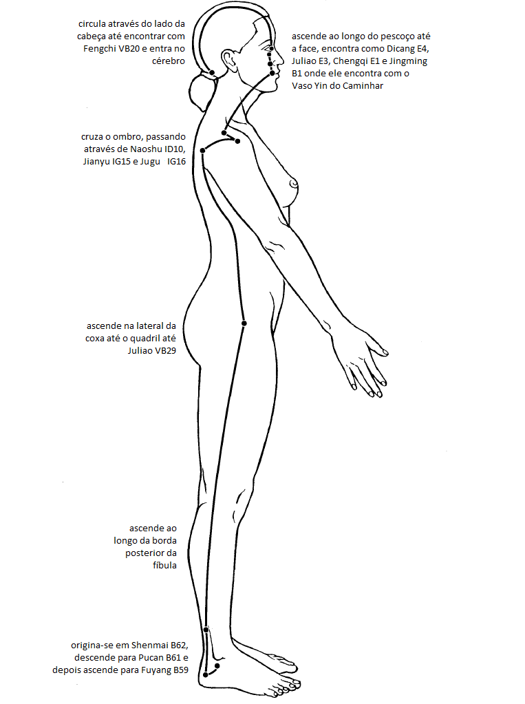 Ilustração comparativa dos Vasos de Motilidade, Yin Qiao Mai e Yang Qiao Mai. Os trajetos mostram como eles governam o movimento, subindo pelas faces interna e externa das pernas, respectivamente